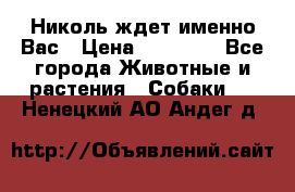 Николь ждет именно Вас › Цена ­ 25 000 - Все города Животные и растения » Собаки   . Ненецкий АО,Андег д.